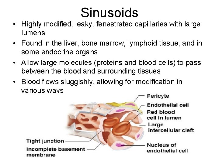 Sinusoids • Highly modified, leaky, fenestrated capillaries with large lumens • Found in the