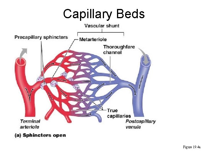 Capillary Beds Figure 19. 4 a 