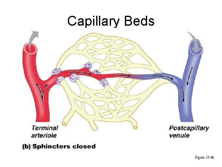 Capillary Beds Figure 19. 4 b 