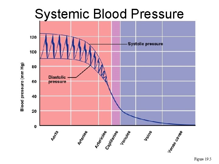 Systemic Blood Pressure Figure 19. 5 