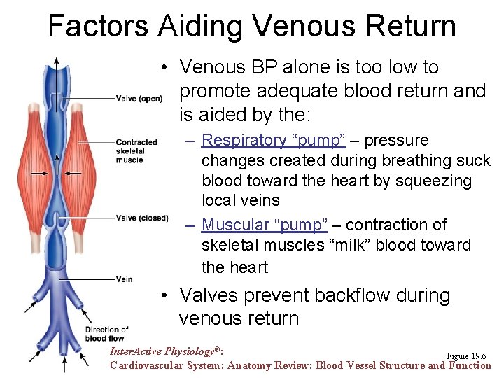 Factors Aiding Venous Return • Venous BP alone is too low to promote adequate