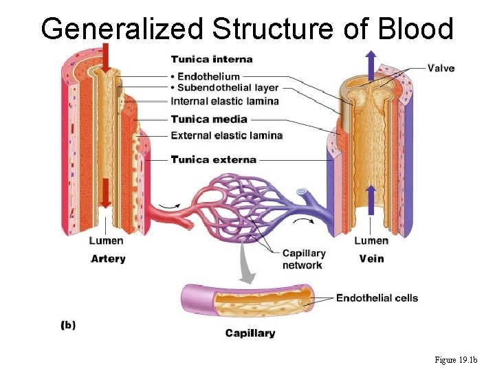 Generalized Structure of Blood Vessels Figure 19. 1 b 