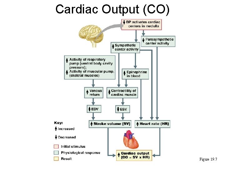 Cardiac Output (CO) Figure 19. 7 