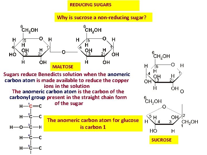 REDUCING SUGARS Why is sucrose a non-reducing sugar? MALTOSE Sugars reduce Benedicts solution when