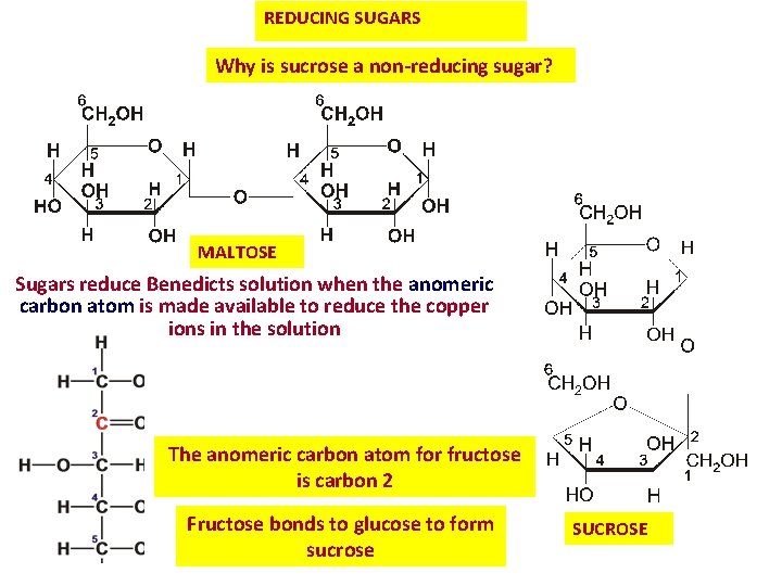 REDUCING SUGARS Why is sucrose a non-reducing sugar? MALTOSE Sugars reduce Benedicts solution when