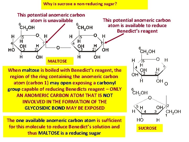 Why is sucrose a non-reducing sugar? This potential anomeric carbon atom is unavailable This