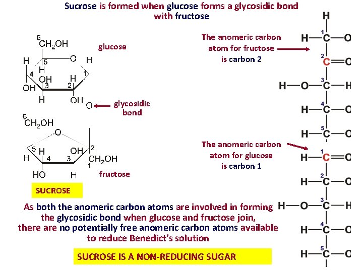 Sucrose is formed when glucose forms a glycosidic bond with fructose glucose The anomeric