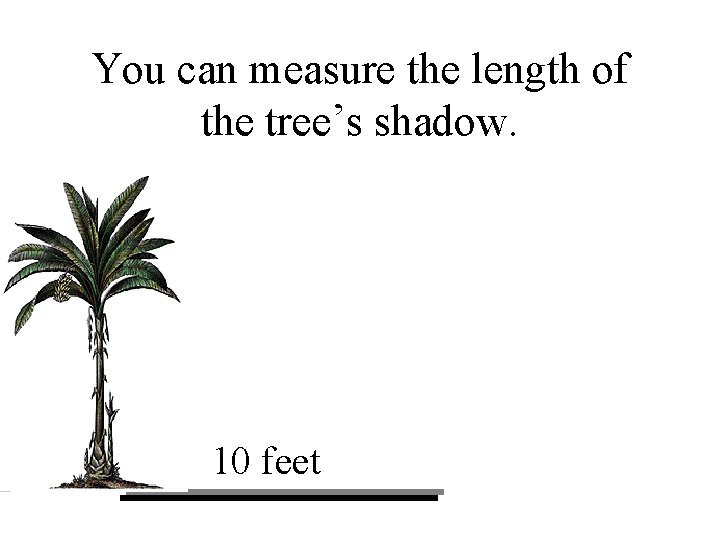 You can measure the length of the tree’s shadow. 10 feet 