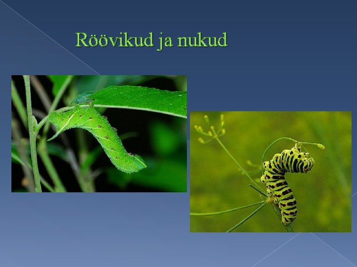 Röövikud ja nukud 