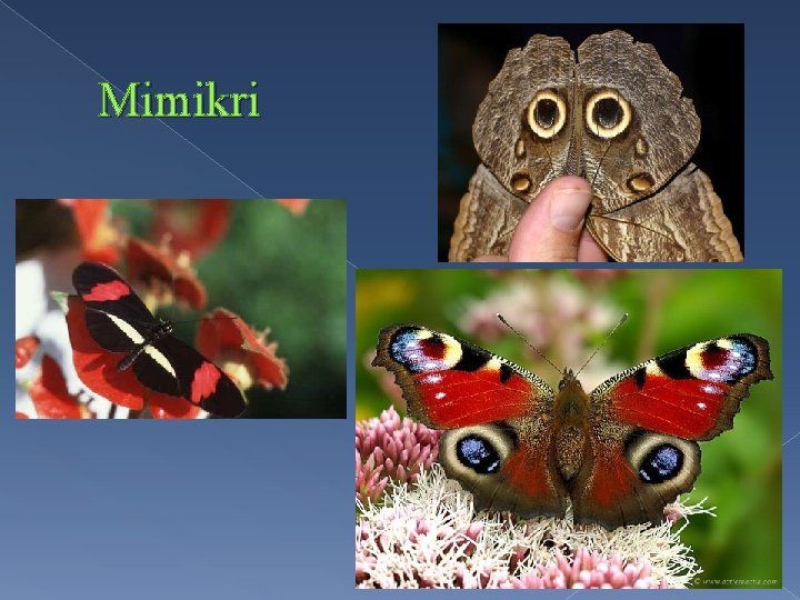 Mimikri 