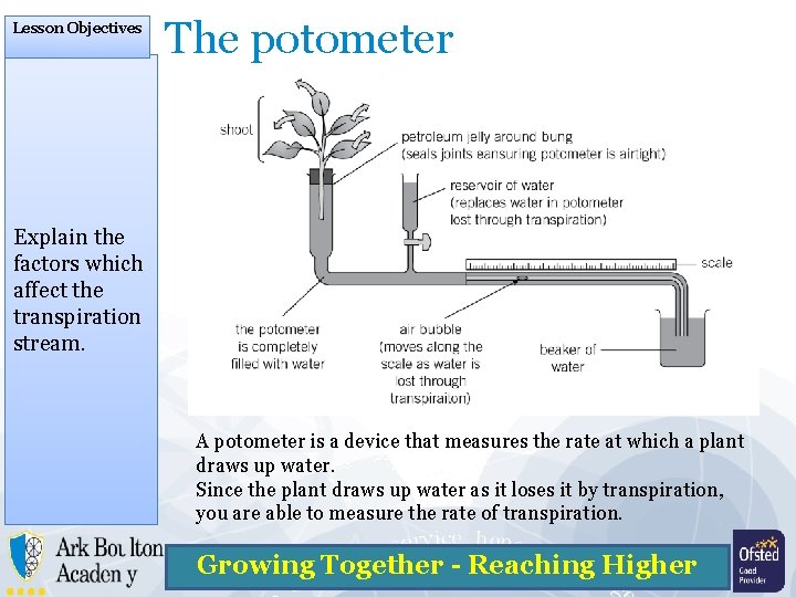 Lesson Objectives The potometer Explain the factors which affect the transpiration stream. A potometer