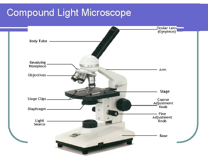 Compound Light Microscope 
