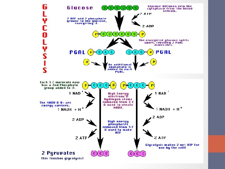 Intro to Cellular Respiration Glycolysis Krebs Cycle Chapter
