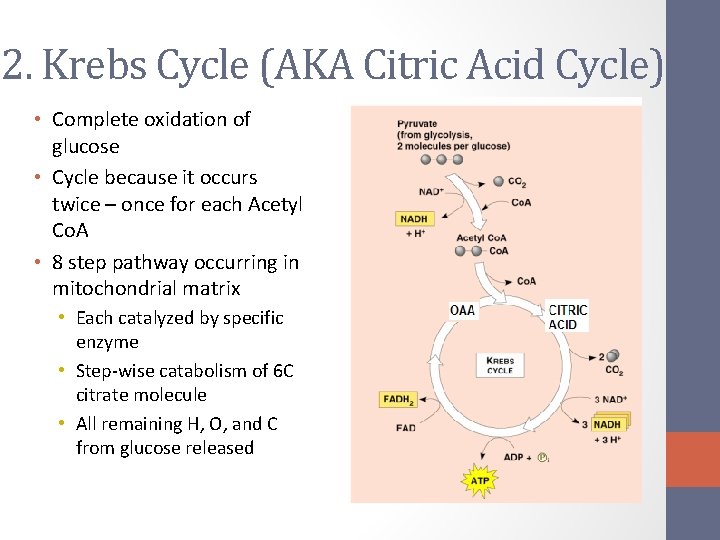 Intro to Cellular Respiration Glycolysis Krebs Cycle Chapter
