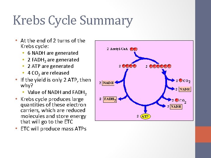 Intro to Cellular Respiration Glycolysis Krebs Cycle Chapter