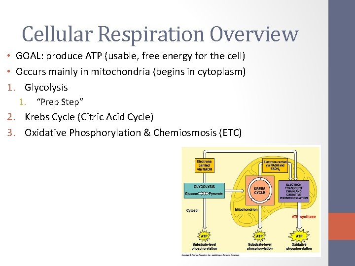 Intro to Cellular Respiration Glycolysis Krebs Cycle Chapter