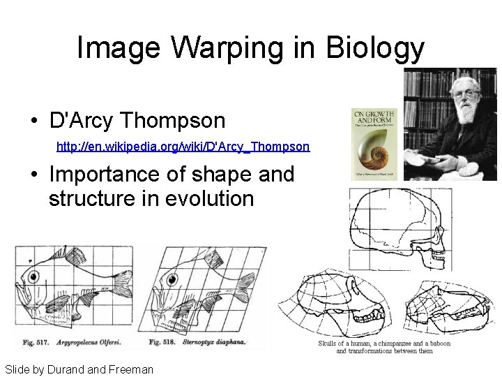 Image Warping in Biology • D'Arcy Thompson http: //en. wikipedia. org/wiki/D'Arcy_Thompson • Importance of