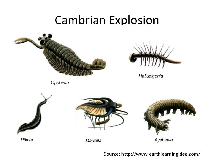 Cambrian Explosion Source: http: //www. earthlearningidea. com/ 