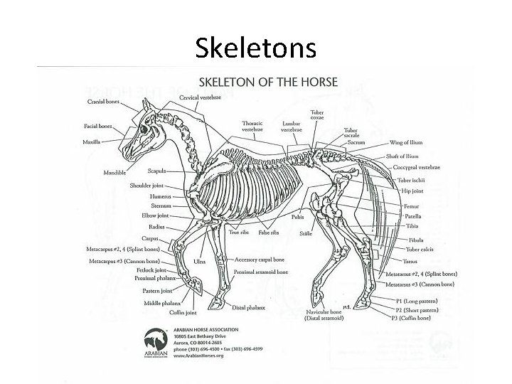 Skeletons 