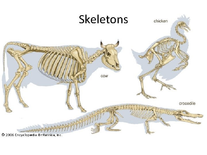 Skeletons 