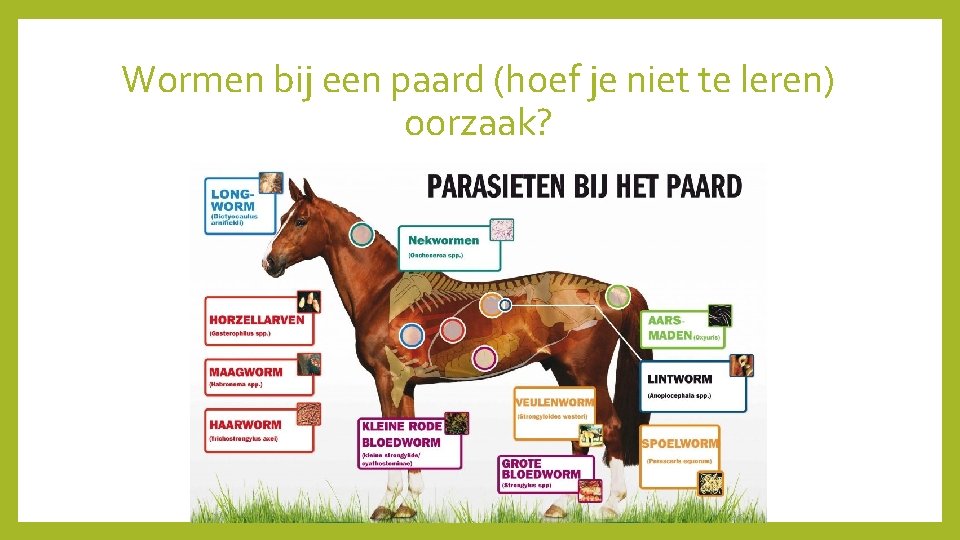 Wormen bij een paard (hoef je niet te leren) oorzaak? 