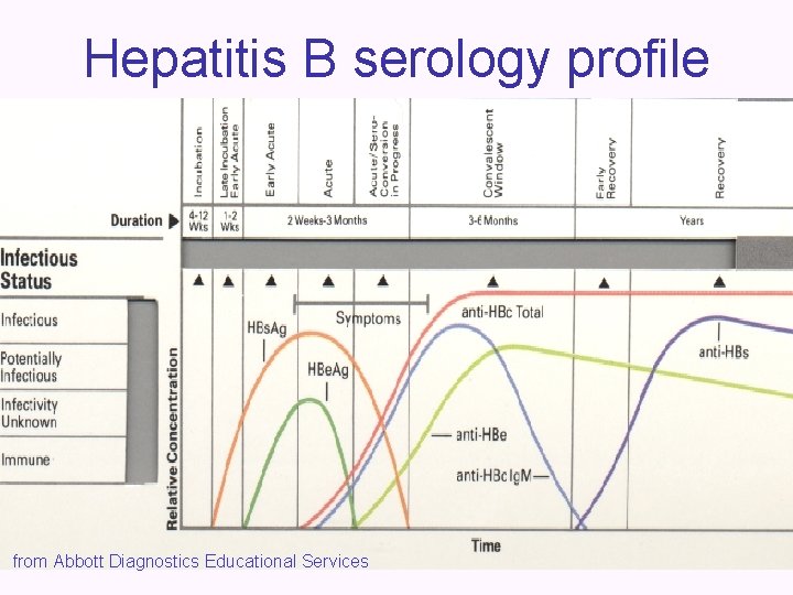 Hepatitis B serology profile from Abbott Diagnostics Educational Services 