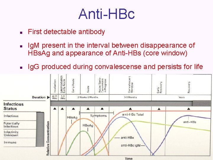 Anti-HBc n n n First detectable antibody Ig. M present in the interval between