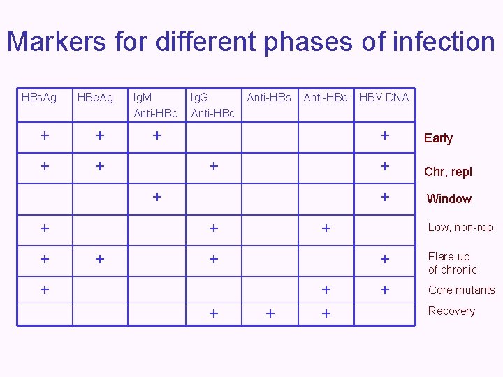 Markers for different phases of infection HBs. Ag HBe. Ag + + Ig. M