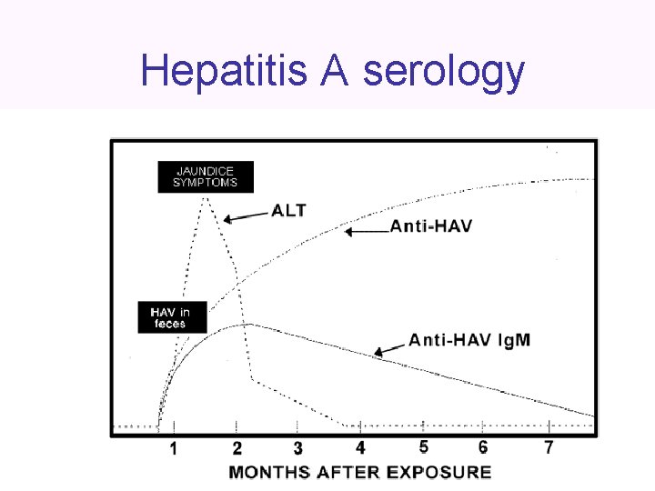 Hepatitis A serology 