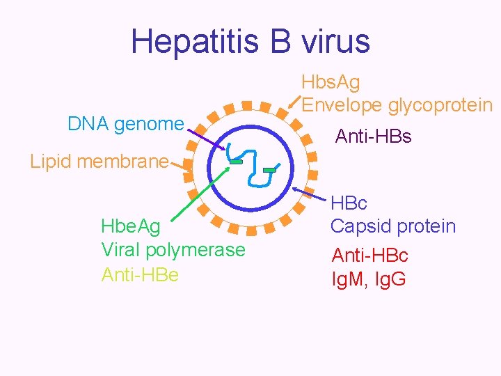 Hepatitis B virus DNA genome Hbs. Ag Envelope glycoprotein Anti-HBs Lipid membrane Hbe. Ag