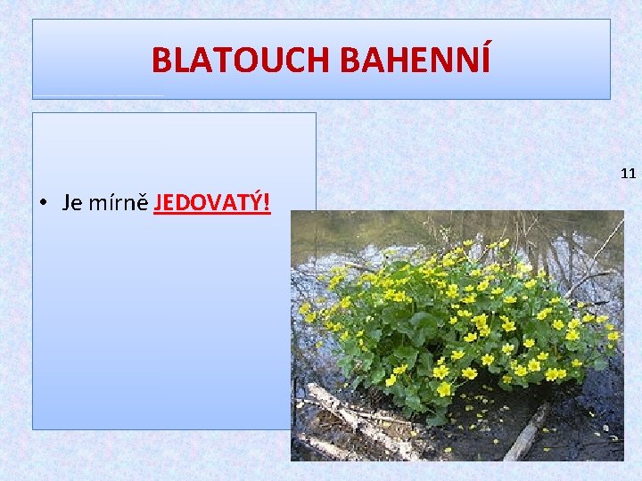 BLATOUCH BAHENNÍ 11 • Je mírně JEDOVATÝ! 