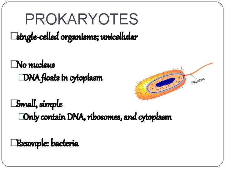 PROKARYOTES �single-celled organisms; unicellular �No nucleus �DNA floats in cytoplasm �Small, simple �Only contain