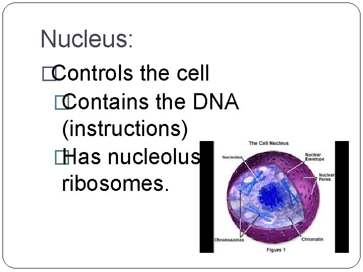 Nucleus: �Controls the cell � Contains the DNA (instructions) � Has nucleolus, which makes