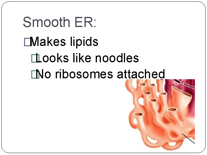 Smooth ER: �Makes lipids � Looks like noodles � No ribosomes attached 