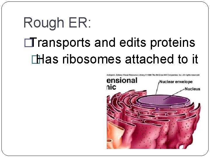 Rough ER: �Transports and edits proteins � Has ribosomes attached to it 