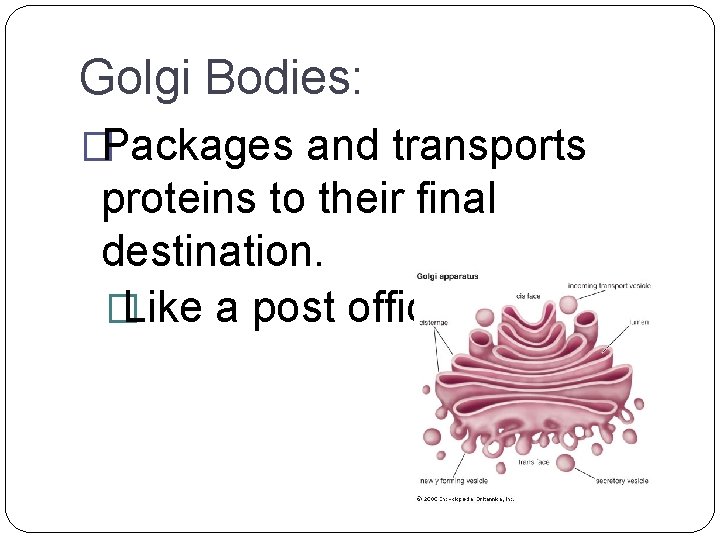 Golgi Bodies: �Packages and transports proteins to their final destination. � Like a post