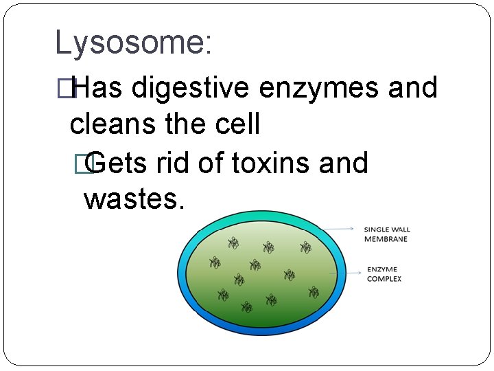 Lysosome: �Has digestive enzymes and cleans the cell � Gets rid of toxins and