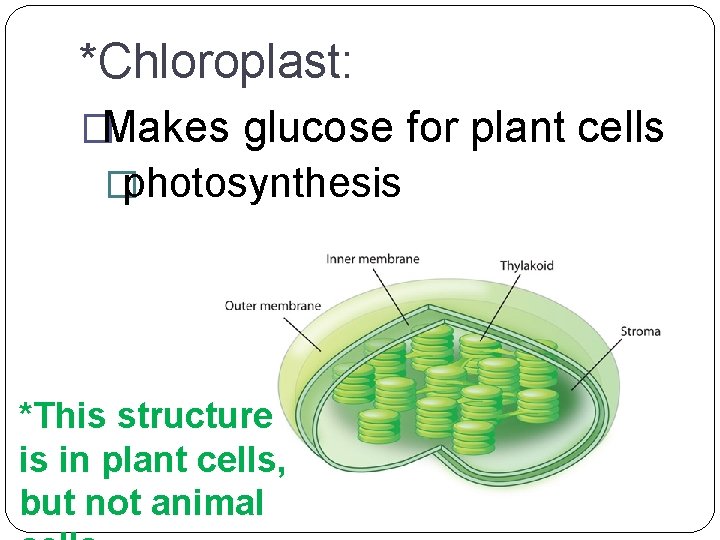 *Chloroplast: �Makes glucose for plant cells � photosynthesis *This structure is in plant cells,