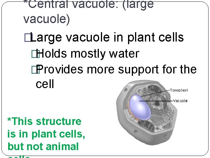 *Central vacuole: (large vacuole) �Large vacuole in plant cells � Holds mostly water �