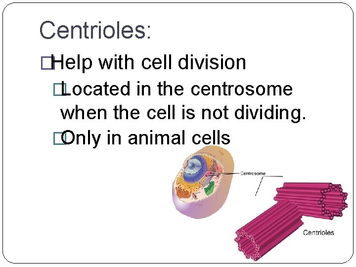 Centrioles: �Help with cell division �Located in the centrosome when the cell is not