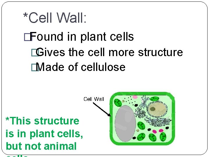 *Cell Wall: �Found in plant cells �Gives the cell more structure �Made of cellulose