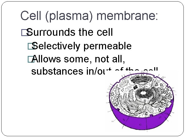 Cell (plasma) membrane: �Surrounds the cell �Selectively permeable �Allows some, not all, substances in/out