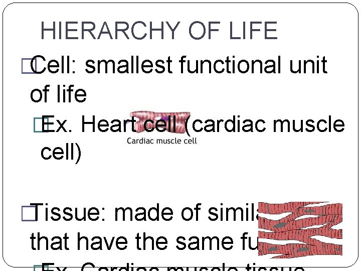 HIERARCHY OF LIFE �Cell: smallest functional unit of life � Ex. Heart cell (cardiac