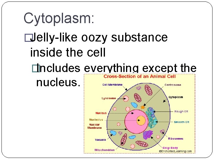Cytoplasm: �Jelly-like oozy substance inside the cell �Includes everything except the nucleus. 