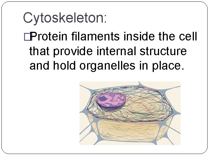 Cytoskeleton: �Protein filaments inside the cell that provide internal structure and hold organelles in