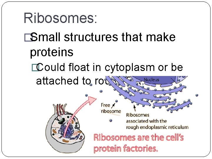 Ribosomes: �Small structures that make proteins �Could float in cytoplasm or be attached to
