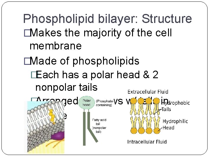 Phospholipid bilayer: Structure �Makes the majority of the cell membrane �Made of phospholipids �Each