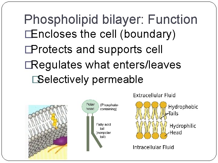 Phospholipid bilayer: Function �Encloses the cell (boundary) �Protects and supports cell �Regulates what enters/leaves