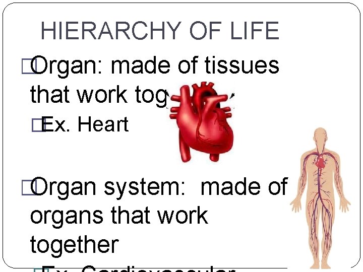 HIERARCHY OF LIFE �Organ: made of tissues that work together �Ex. Heart �Organ system: