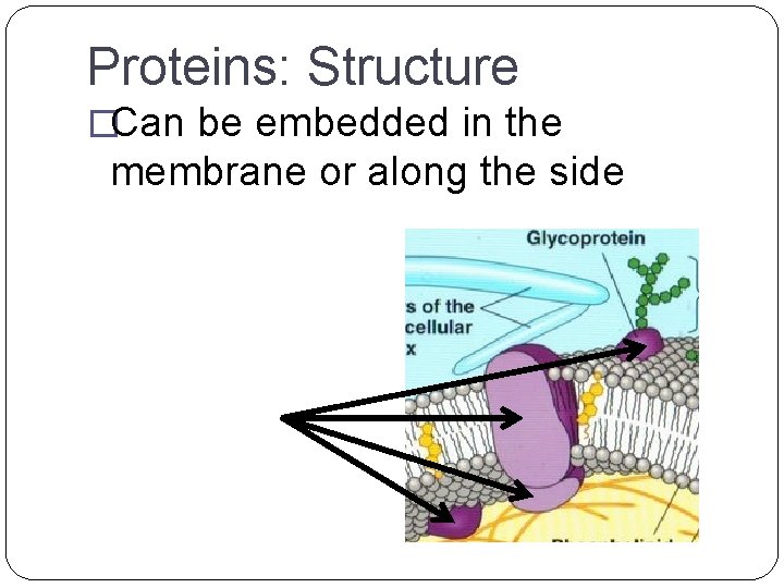 Proteins: Structure �Can be embedded in the membrane or along the side 